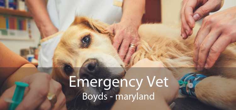 Emergency Vet Boyds - maryland