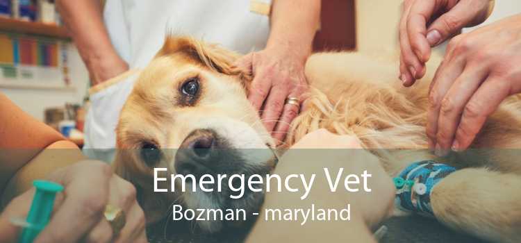 Emergency Vet Bozman - maryland