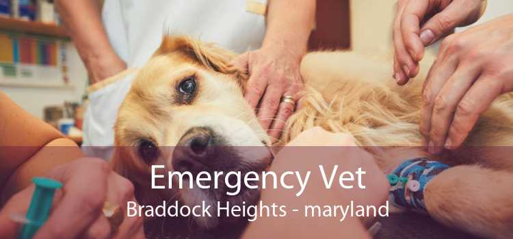 Emergency Vet Braddock Heights - maryland