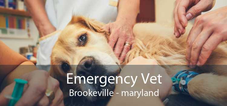 Emergency Vet Brookeville - maryland