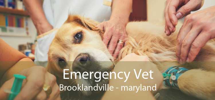 Emergency Vet Brooklandville - maryland