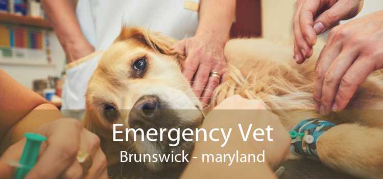 Emergency Vet Brunswick - maryland