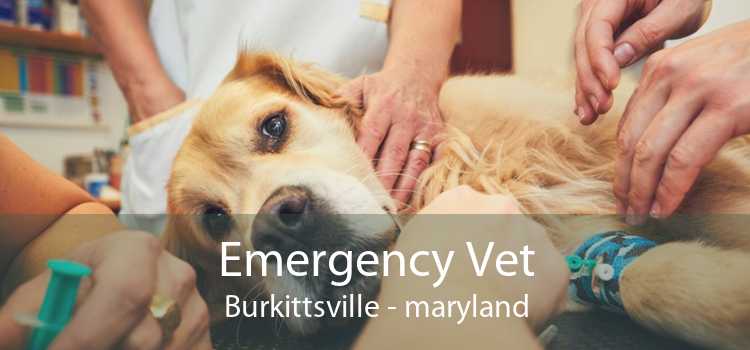 Emergency Vet Burkittsville - maryland