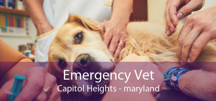 Emergency Vet Capitol Heights - maryland