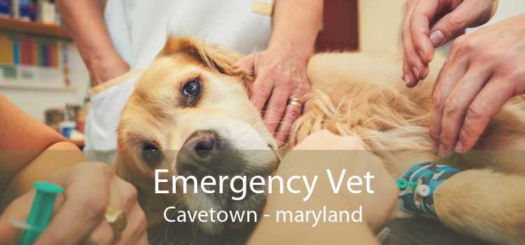 Emergency Vet Cavetown - maryland