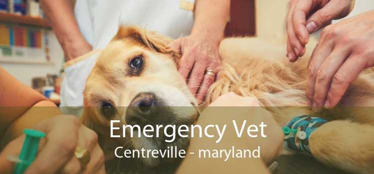 Emergency Vet Centreville - maryland