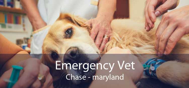 Emergency Vet Chase - maryland