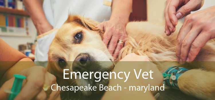 Emergency Vet Chesapeake Beach - maryland