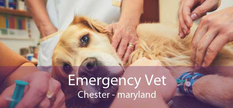 Emergency Vet Chester - maryland