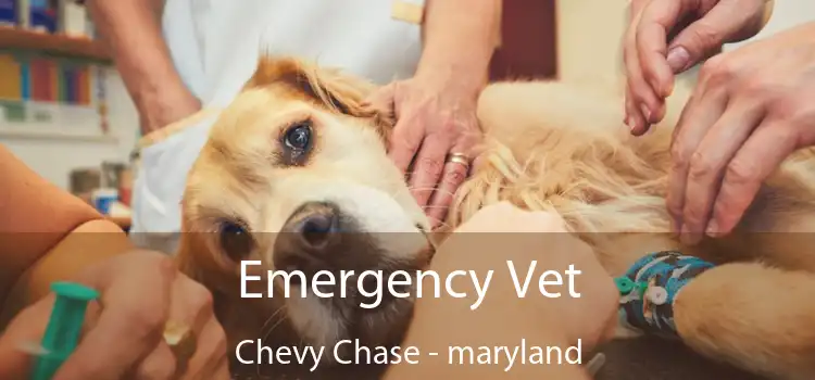 Emergency Vet Chevy Chase - maryland