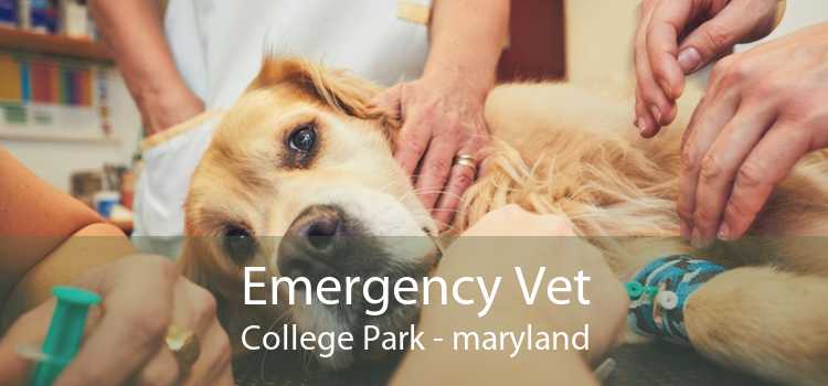 Emergency Vet College Park - maryland