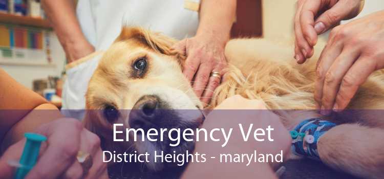 Emergency Vet District Heights - maryland