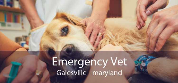 Emergency Vet Galesville - maryland