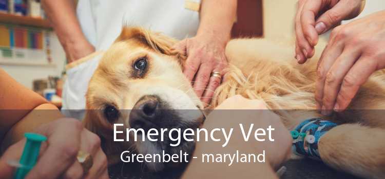 Emergency Vet Greenbelt - maryland