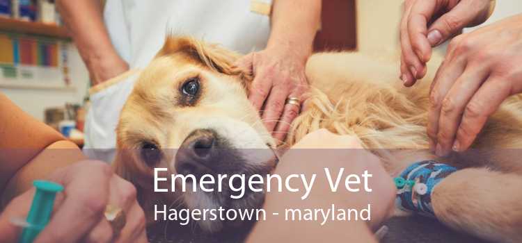Emergency Vet Hagerstown - maryland