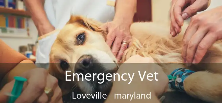 Emergency Vet Loveville - maryland