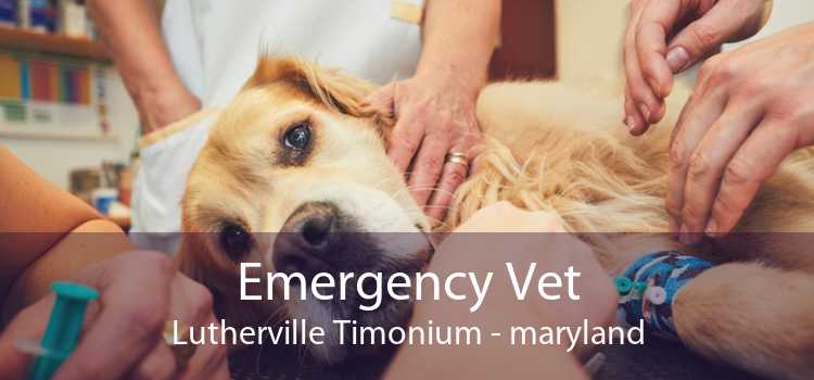 Emergency Vet Lutherville Timonium - maryland