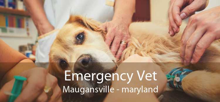 Emergency Vet Maugansville - maryland