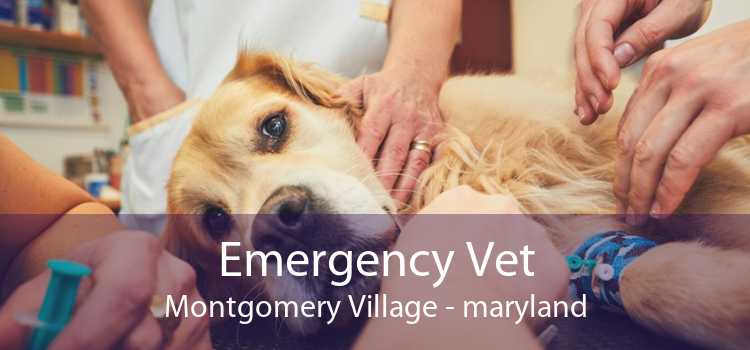 Emergency Vet Montgomery Village - maryland
