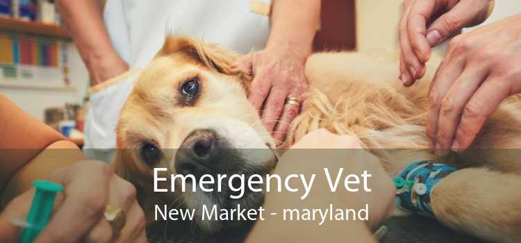 Emergency Vet New Market - maryland
