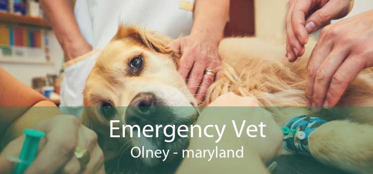 Emergency Vet Olney - maryland