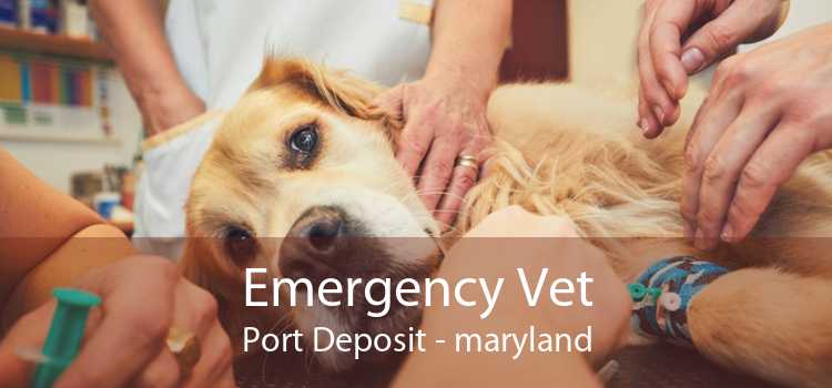 Emergency Vet Port Deposit - maryland