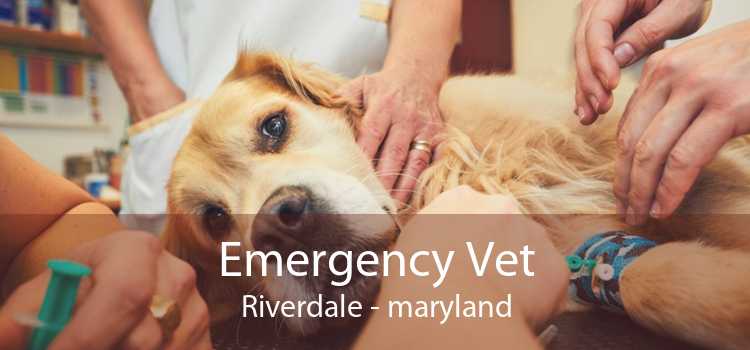 Emergency Vet Riverdale - maryland