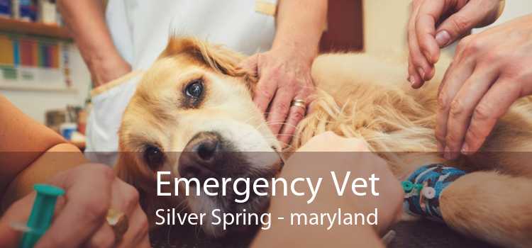 Emergency Vet Silver Spring - maryland