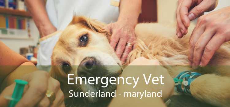 Emergency Vet Sunderland - maryland