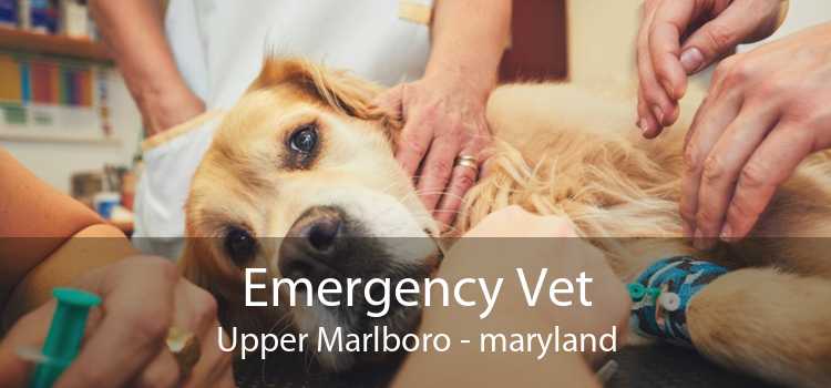 Emergency Vet Upper Marlboro - maryland