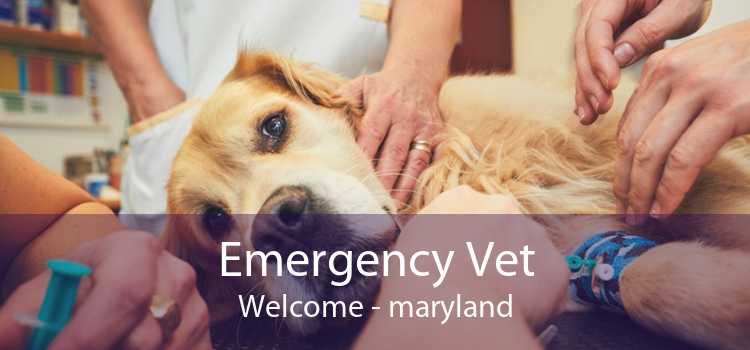 Emergency Vet Welcome - maryland