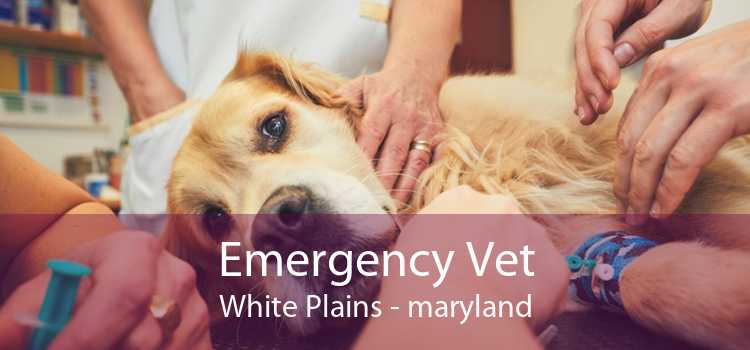 Emergency Vet White Plains - maryland