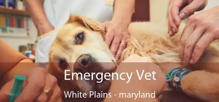 Emergency Vet White Plains - maryland