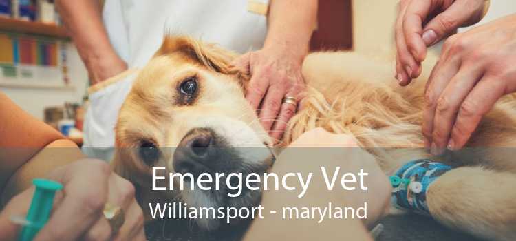 Emergency Vet Williamsport - maryland