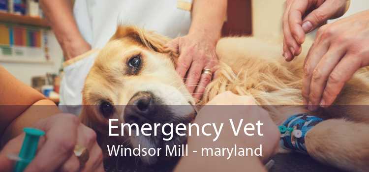 Emergency Vet Windsor Mill - maryland