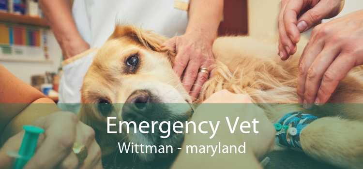 Emergency Vet Wittman - maryland