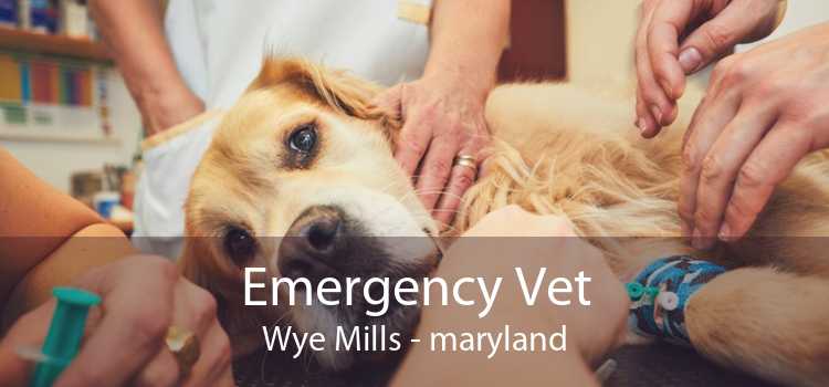 Emergency Vet Wye Mills - maryland