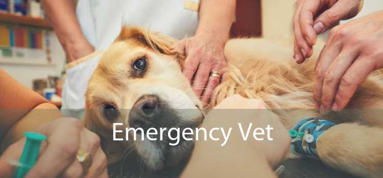 Emergency Vet 