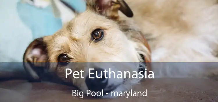 Pet Euthanasia Big Pool - maryland