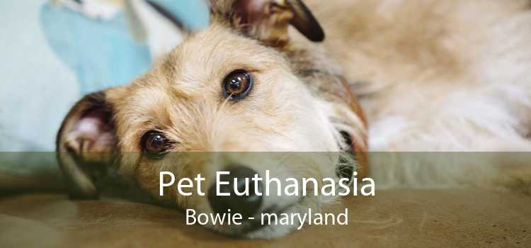 Pet Euthanasia Bowie - maryland