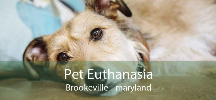 Pet Euthanasia Brookeville - maryland