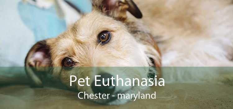 Pet Euthanasia Chester - maryland