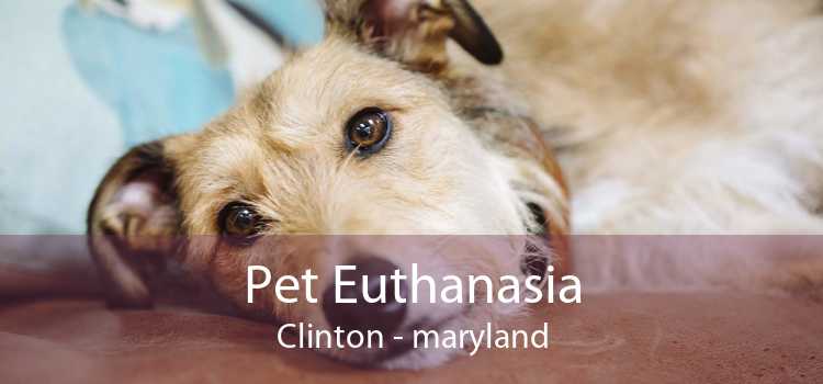 Pet Euthanasia Clinton - maryland