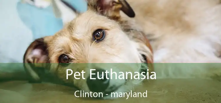 Pet Euthanasia Clinton - maryland