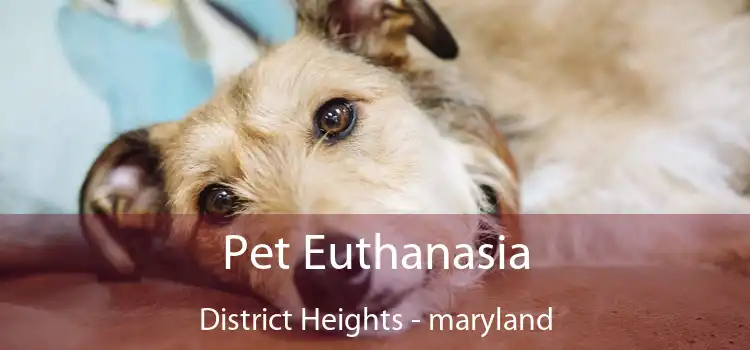 Pet Euthanasia District Heights - maryland
