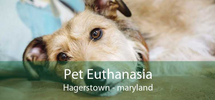 Pet Euthanasia Hagerstown - maryland
