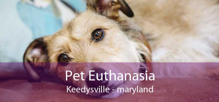 Pet Euthanasia Keedysville - maryland