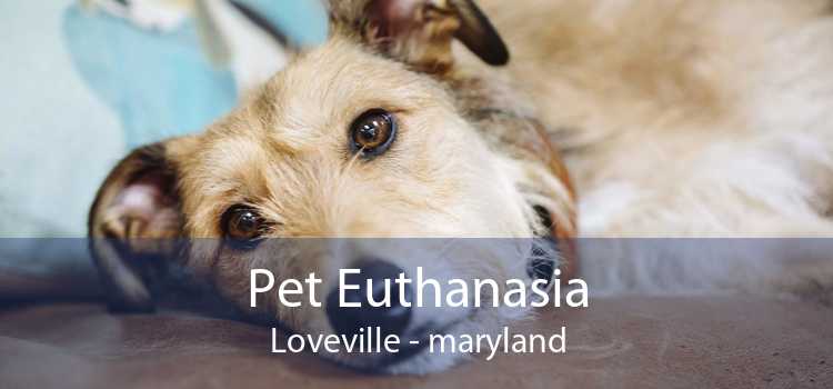 Pet Euthanasia Loveville - maryland