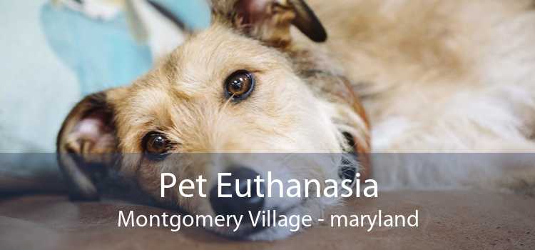 Pet Euthanasia Montgomery Village - maryland