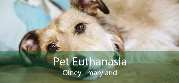 Pet Euthanasia Olney - maryland